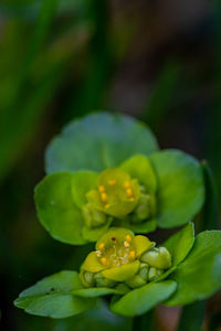 Close-up of flower growing on plant