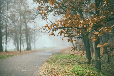 Autumn leaves on road amidst trees