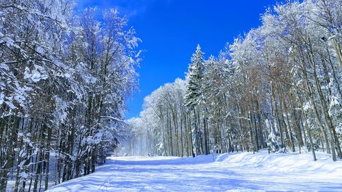 Frozen trees on snow covered landscape