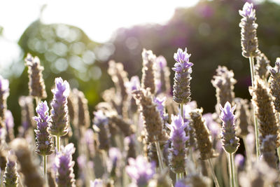 Close-up of lavender blooming outdoors