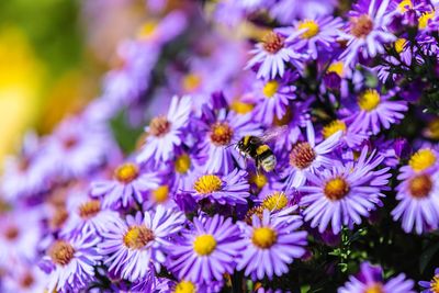 Close-up of honey bee pollinating on purple flowering