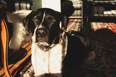 Close-up portrait of dog