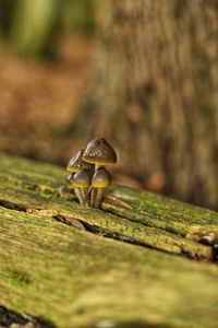 Close-up of lizard on rock