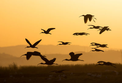 Silhouette birds flying against sky during sunset