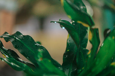 Close-up of wet plant