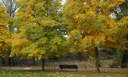 Trees in park during autumn