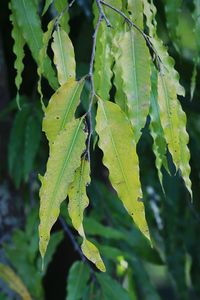 Close-up of fresh green leaves