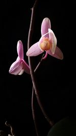 Close-up of flower over black background