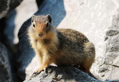 Close-up of meerkat on rock