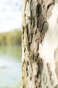 Close-up of tree trunk against lake