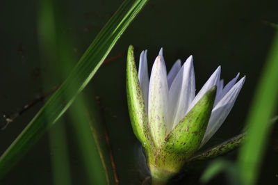 Close-up of flower