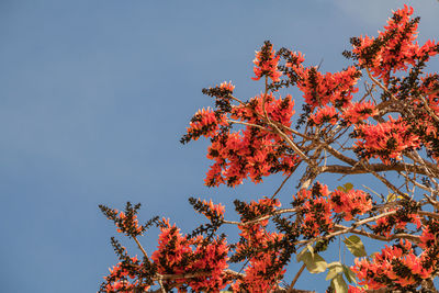 Low angle view of autumn tree against sky