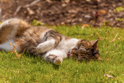 Cat resting on a field