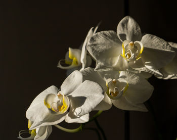 Close-up of yellow flowers against black background