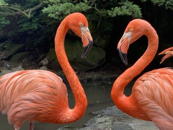 Pink flamingos in japan. natural 