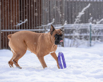 Dog standing on snow