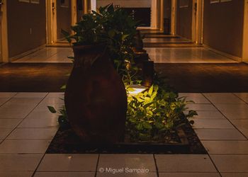 Potted plants on tiled floor