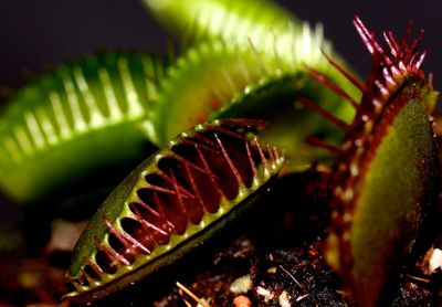 Close-up of venus flytrap