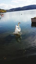 Swan in lake