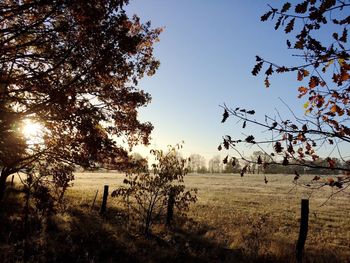 Trees on field against clear sky