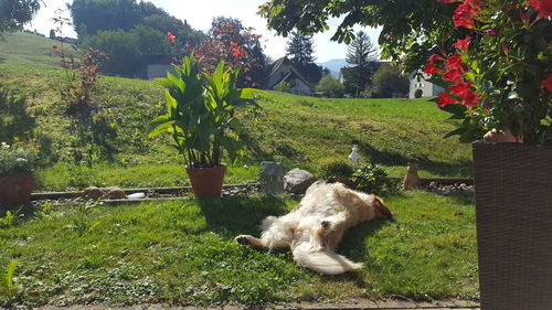 Dog lying on grassy field