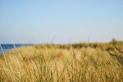 Crops growing on field against clear sky