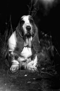 Portrait of dog sitting on field