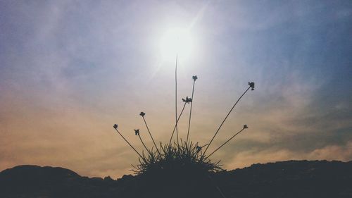 Low angle view of silhouette plants against sky during sunset