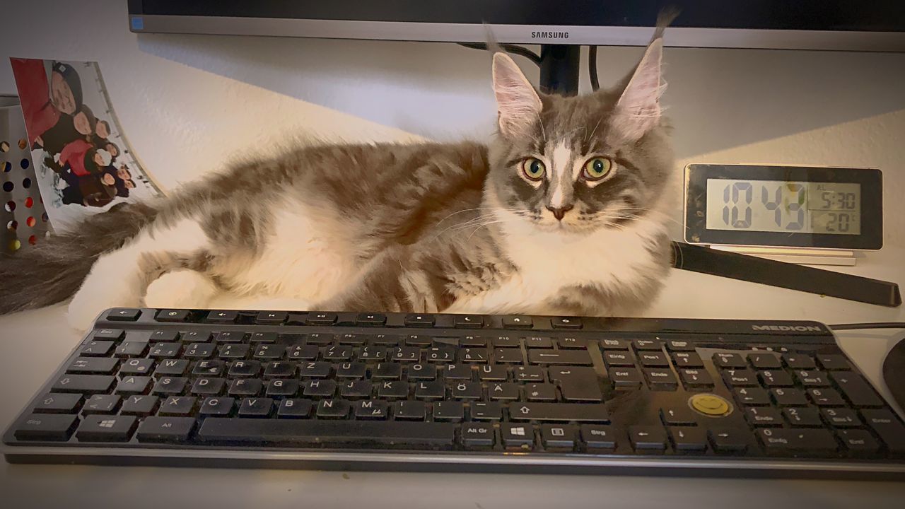 domestic cat, cat, computer, feline, animal themes, domestic, technology, pets, domestic animals, keyboard, mammal, computer keyboard, animal, computer equipment, laptop, one animal, wireless technology, indoors, communication, connection, no people, whisker