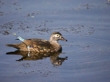 Duck swimming in lake