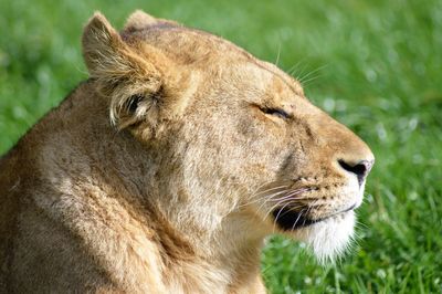 Close-up of lion