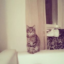 Portrait of cat
