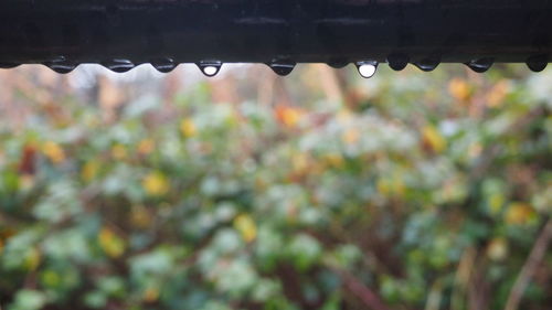 Close-up of raindrops on roof