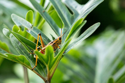 Orange. yellow and red eastern lubber grasshopper romalea microptera also called romalea guttata