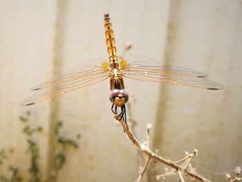 Close-up of dragonfly on plant