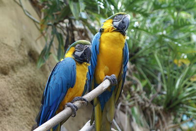 Close-up of blue parrot perching on branch