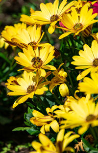 Close-up of yellow flowering plant