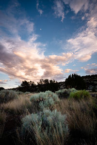 Scenic view of field against sky during sunset