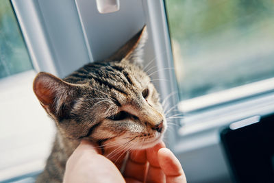 Close-up of hand holding cat