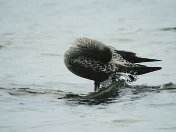 Bird preening on shore