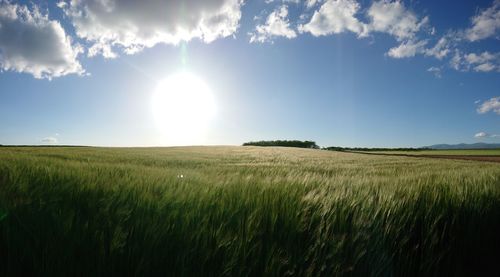 Scenic view of agricultural field against sky