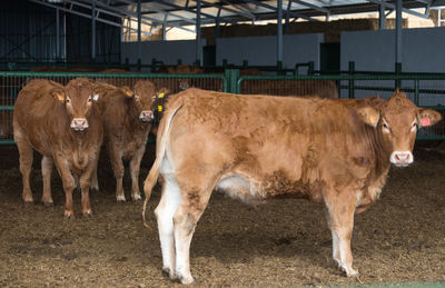 Cows standing outdoors