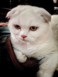 Close-up portrait of white cat