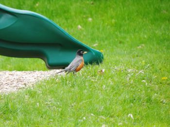 Close-up of bird perching on grass