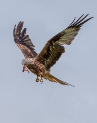 Low angle view of red kite flying in clear sky