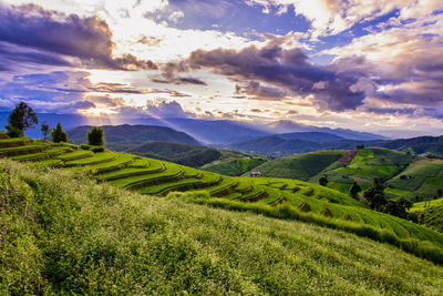 Scenic view of agricultural field against sky