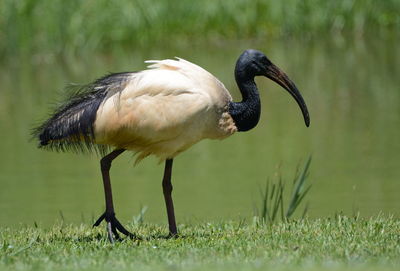 An african sacred ibis starts the day, looking for food