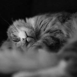 Close-up of cat sleeping