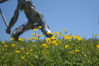 Close-up of yellow flowering plants against clear sky