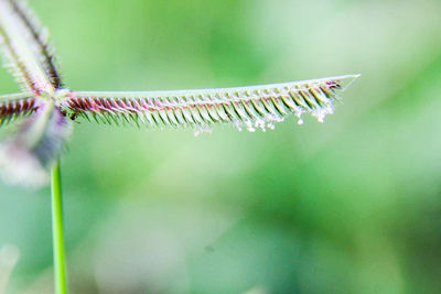 Close-up of insect on leaf